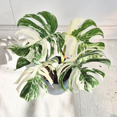 40 - 50cm Variegated Monstera Albo 17cm Pot House Plant (Choose Your Own)