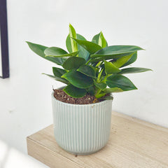 20 - 30cm Philodendron Apple Green 12cm Pot