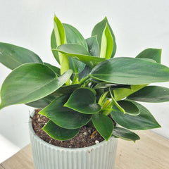 20 - 30cm Philodendron Apple Green 12cm Pot