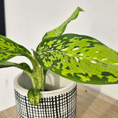 Dieffenbachia Crocodile House Plant 6cm Pot