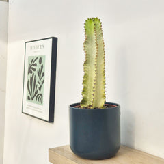 45 - 55cm Euphorbia Marmorata Variegated 17cm Pot House Plant