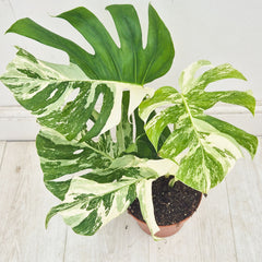 40 - 50cm Variegated Monstera Albo 17cm Pot House Plant (Choose Your Own)