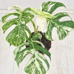 40 - 50cm Variegated Monstera Albo 17cm Pot House Plant (Choose Your Own)