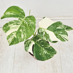 40 - 50cm Variegated Monstera Albo 17cm Pot House Plant (Choose Your Own)