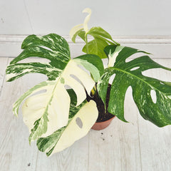 40 - 50cm Variegated Monstera Albo 17cm Pot House Plant (Choose Your Own)