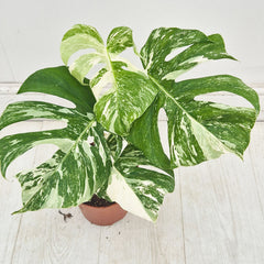 40 - 50cm Variegated Monstera Albo 17cm Pot House Plant (Choose Your Own)