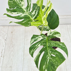 40 - 50cm Variegated Monstera Albo 17cm Pot House Plant (Choose Your Own)