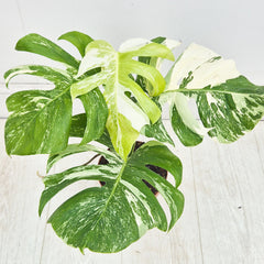 40 - 50cm Variegated Monstera Albo 17cm Pot House Plant (Choose Your Own)