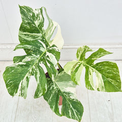 40 - 50cm Variegated Monstera Albo 17cm Pot House Plant (Choose Your Own)