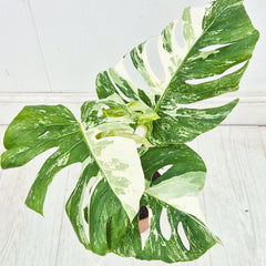 40 - 50cm Variegated Monstera Albo 17cm Pot House Plant (Choose Your Own)