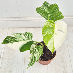 40 - 50cm Variegated Monstera Albo 17cm Pot House Plant (Choose Your Own)