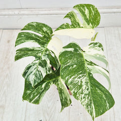 40 - 50cm Variegated Monstera Albo 17cm Pot House Plant (Choose Your Own)