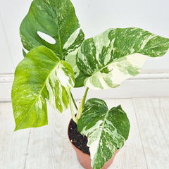 40 - 50cm Variegated Monstera Albo 17cm Pot House Plant (Choose Your Own)