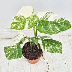 40 - 50cm Variegated Monstera Albo 17cm Pot House Plant (Choose Your Own)