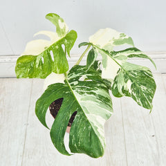 40 - 50cm Variegated Monstera Albo 17cm Pot House Plant (Choose Your Own)