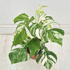 40 - 50cm Variegated Monstera Albo 17cm Pot House Plant (Choose Your Own)