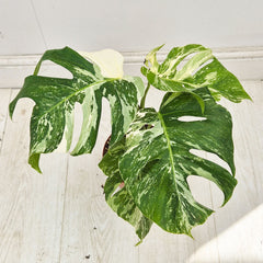 40 - 50cm Variegated Monstera Albo 17cm Pot House Plant (Choose Your Own)
