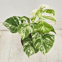 40 - 50cm Variegated Monstera Albo 17cm Pot House Plant (Choose Your Own)