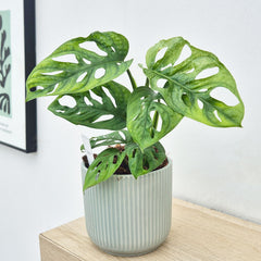 20-25cm Monstera Adansonii European Mint 12cm Pot House Plant