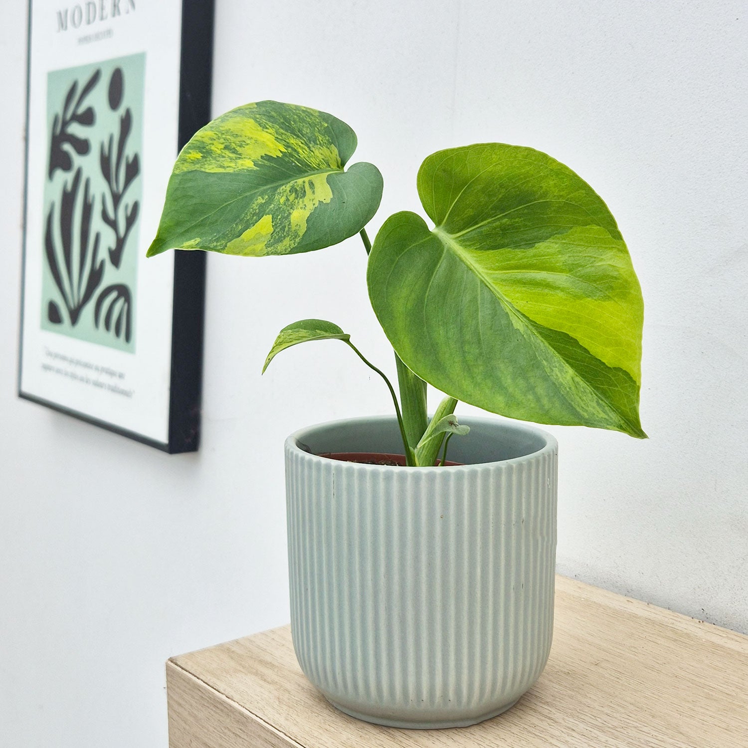 Aurea Monstera Deliciosa 10.5cm Pot Cheese House Plant  Plants For All  Seasons