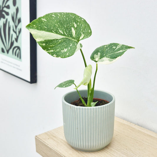 25cm Monstera Thai Constellation Cheese Plant Variegated 11cm Pot House Plant