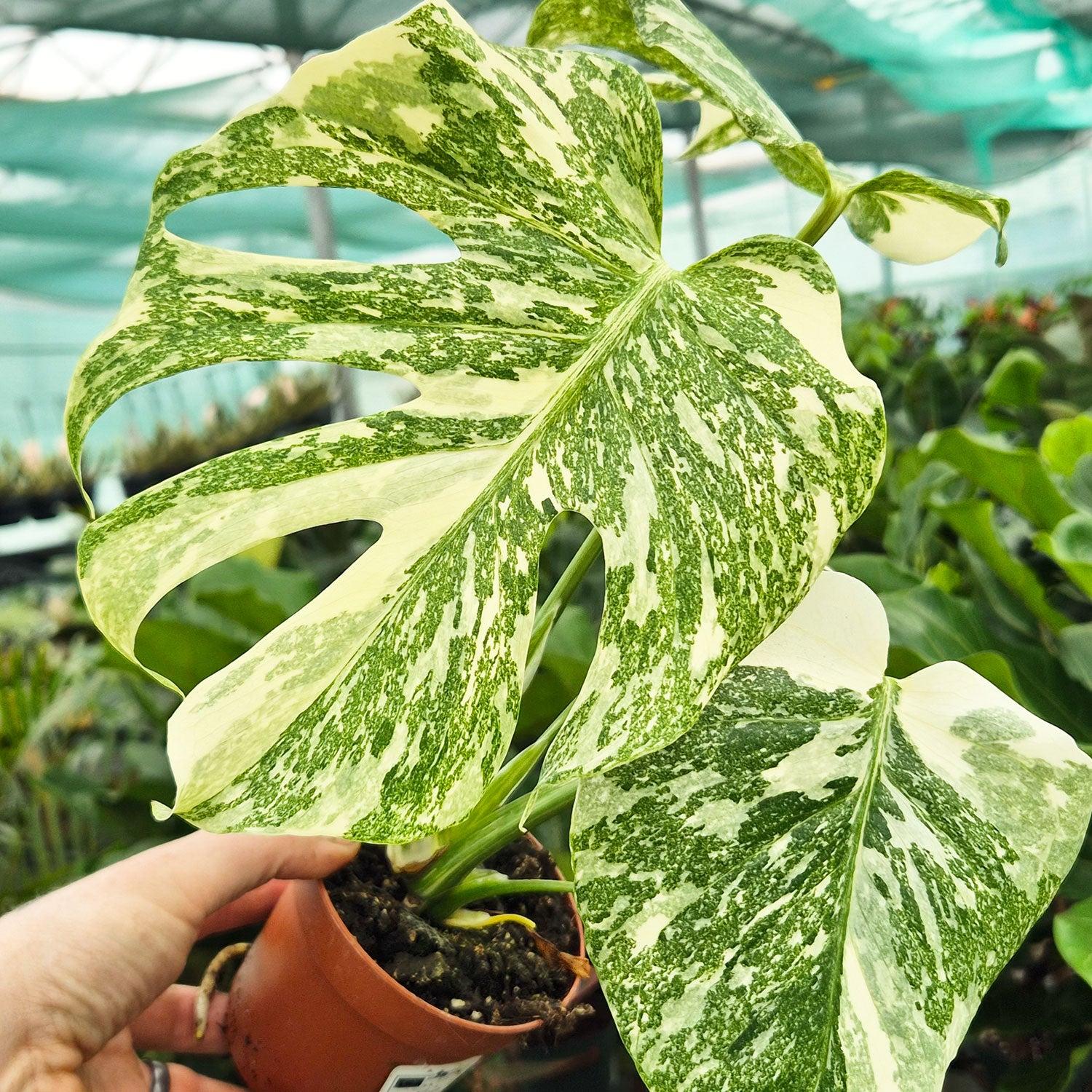 Creme Brulee Thai Constellation Monstera Cheese Plants 12cm Pot – Plants  For All Seasons