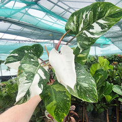 White Princess Philodendron 17cm Pot House Plant