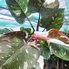 Red Anderson Philodendron 17cm Pot House Plant