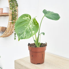 (Choose Your Own) Monstera Bulbasaur 10.5cm Pot 20 - 30cm Height Rare House Plant