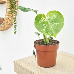 (Choose Your Own) Monstera Bulbasaur 10.5cm Pot 20 - 30cm Height Rare House Plant