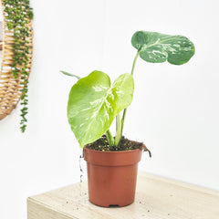 (Choose Your Own) Monstera Bulbasaur 10.5cm Pot 20 - 30cm Height Rare House Plant