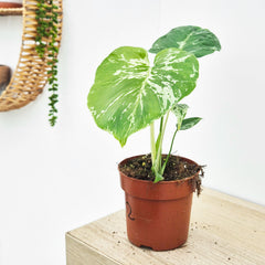 (Choose Your Own) Monstera Bulbasaur 10.5cm Pot 20 - 30cm Height Rare House Plant