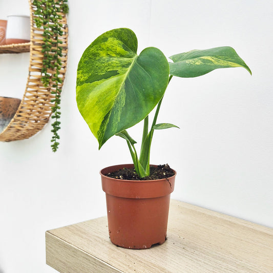 (Choose Your Own) Aurea Monstera Deliciosa 10.5cm Pot 20 - 30cm Height Rare House Plant (Copy)