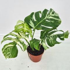 40 - 50cm Variegated Monstera Albo 17cm Pot House Plant (Choose Your Own)