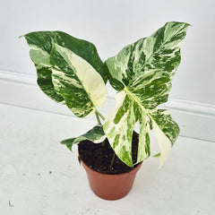 40 - 50cm Variegated Monstera Albo 17cm Pot House Plant (Choose Your Own)