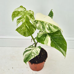 40 - 50cm Variegated Monstera Albo 17cm Pot House Plant (Choose Your Own)