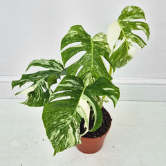 40 - 50cm Variegated Monstera Albo 17cm Pot House Plant (Choose Your Own)