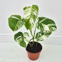 40 - 50cm Variegated Monstera Albo 17cm Pot House Plant (Choose Your Own)