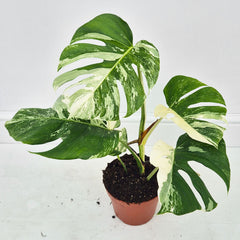 40 - 50cm Variegated Monstera Albo 17cm Pot House Plant (Choose Your Own)