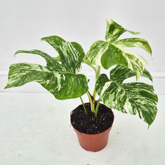 40 - 50cm Variegated Monstera Albo 17cm Pot House Plant (Choose Your Own)