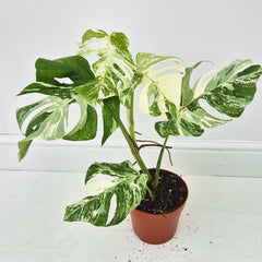 40 - 50cm Variegated Monstera Albo 17cm Pot House Plant (Choose Your Own)