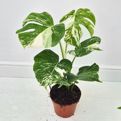 40 - 50cm Variegated Monstera Albo 17cm Pot House Plant (Choose Your Own)