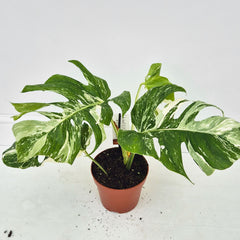 40 - 50cm Variegated Monstera Albo 17cm Pot House Plant (Choose Your Own)