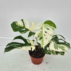 40 - 50cm Variegated Monstera Albo 17cm Pot House Plant (Choose Your Own)