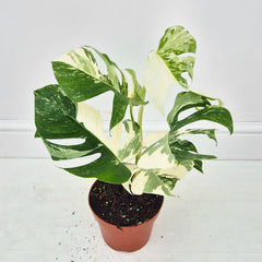 40 - 50cm Variegated Monstera Albo 17cm Pot House Plant (Choose Your Own)