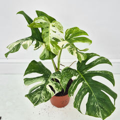 40 - 50cm Variegated Monstera Albo 17cm Pot House Plant (Choose Your Own)