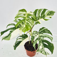 40 - 50cm Variegated Monstera Albo 17cm Pot House Plant (Choose Your Own)