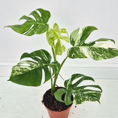 40 - 50cm Variegated Monstera Albo 17cm Pot House Plant (Choose Your Own)
