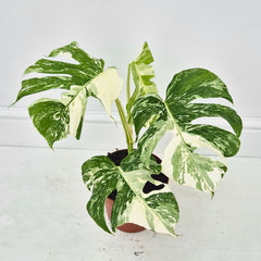 40 - 50cm Variegated Monstera Albo 17cm Pot House Plant (Choose Your Own)