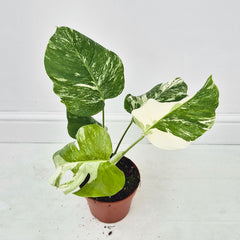 40 - 50cm Variegated Monstera Albo 17cm Pot House Plant (Choose Your Own)